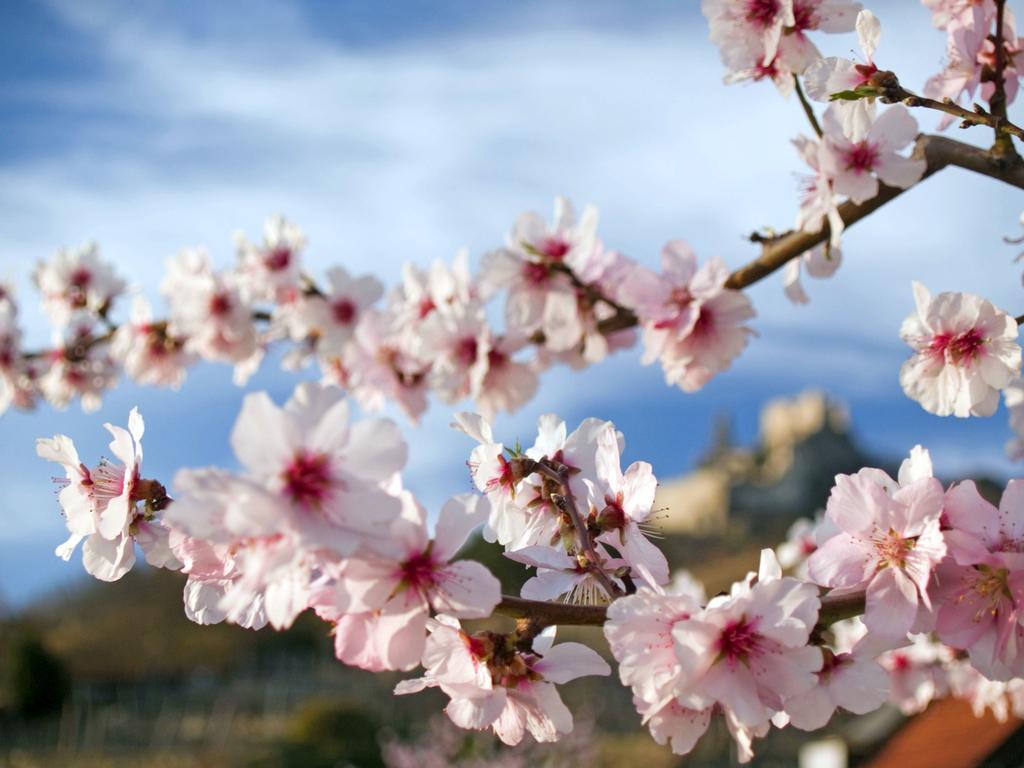 Gartenhotel & Weingut Pfeffel เดิร์นชไตน์ ภายนอก รูปภาพ